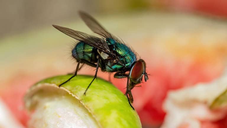 House Fly, Flesh Fly or Meat Fly Sarcophagidae Parasite Insect Pest on Fruit. Danger of Disease Vector, Pathogen Transmission or Infection Germ Spreading