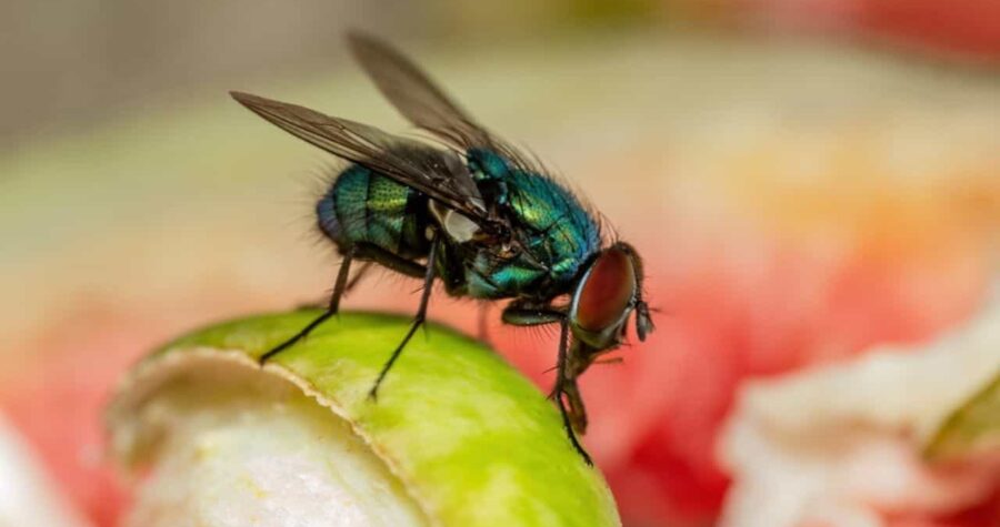 House Fly, Flesh Fly or Meat Fly Sarcophagidae Parasite Insect Pest on Fruit. Danger of Disease Vector, Pathogen Transmission or Infection Germ Spreading