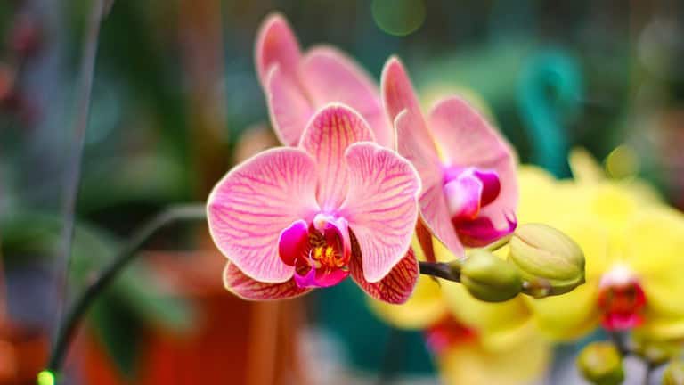 Photo of Doritaenopsis Orchid. Doritaenopsis orchids are native to Southeast Asia, including Indonesia, Thailand, Malaysia. The flowers of Doritaenopsis orchids are beautiful.