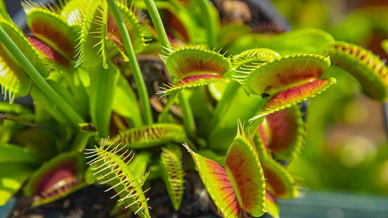 Venus flytrap, carnivorous plant, close-up view, green leaves with red interiors, traps open, sensitive trigger hairs visible, unique plant mechanism, nature's predator