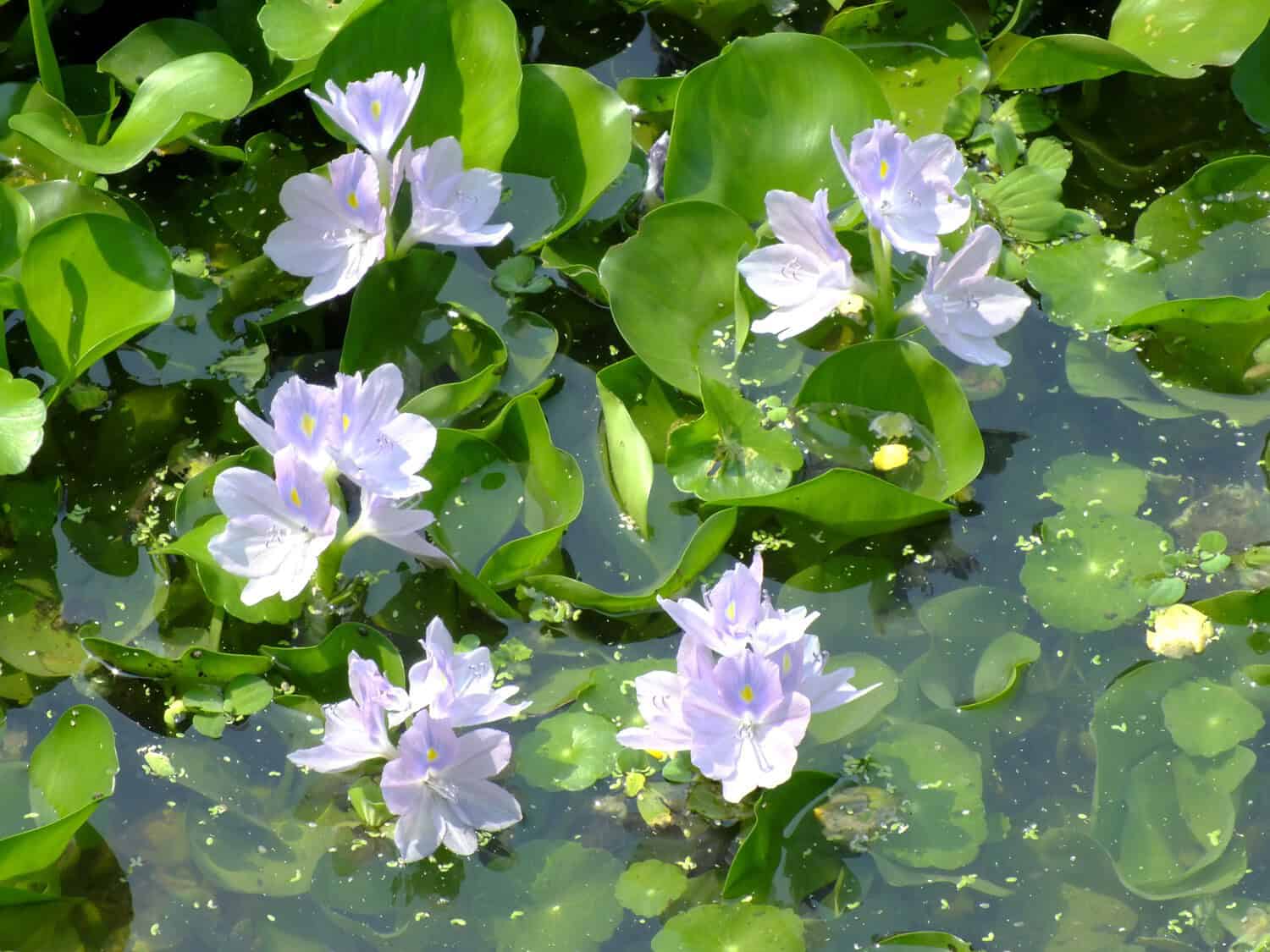 Light purple water hyacinth flowers with yellow centers, floating on a green pond, glossy round leaves surrounding the flowers, sunlight reflecting on the water, small floating debris visible