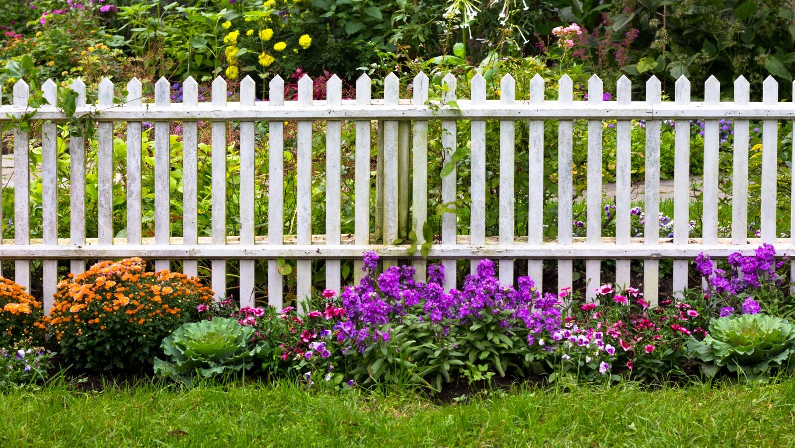 White picket fence with colorful flower garden featuring purple, orange, and yellow blooms against green lawn and lush background