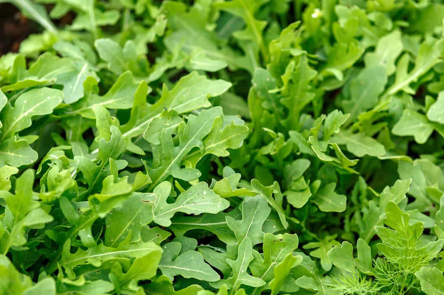 Dense patch of wild lettuce with deeply lobed green leaves growing closely together in natural outdoor setting