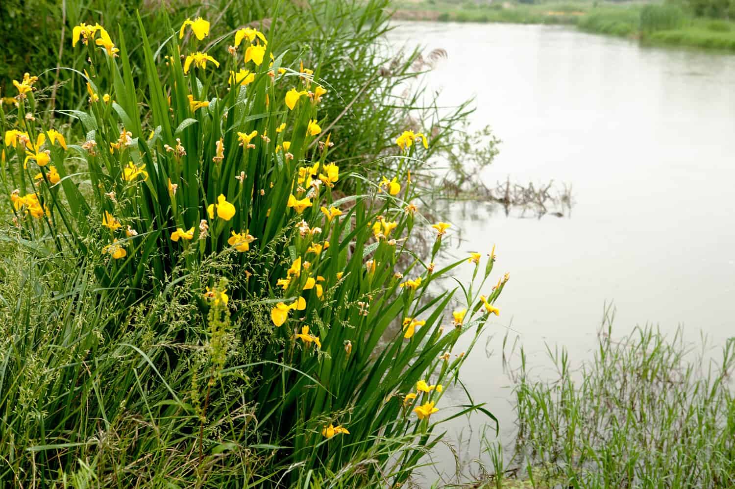 Yellow daffodils and wildflowers growing along a wetland shoreline. The flowers bloom in a dense cluster near water's edge, with tall grasses visible