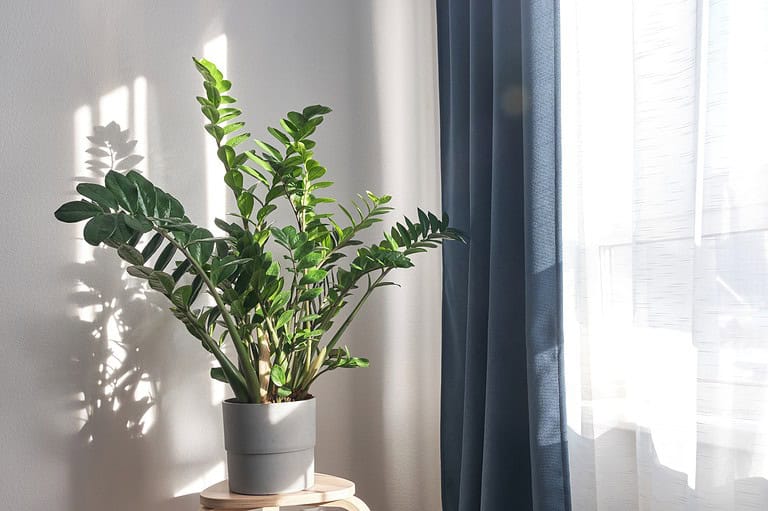 A potted plant sits on a stool in front of a window.