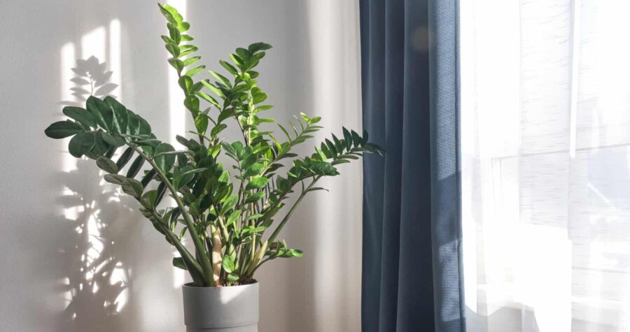 A potted plant sits on a stool in front of a window.