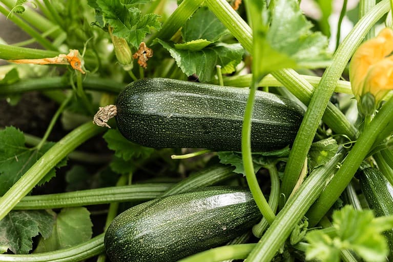 Fresh zucchinis growing on a plant, green vegetables, organic gardening, healthy produce, close-up of zucchinis in the garden
