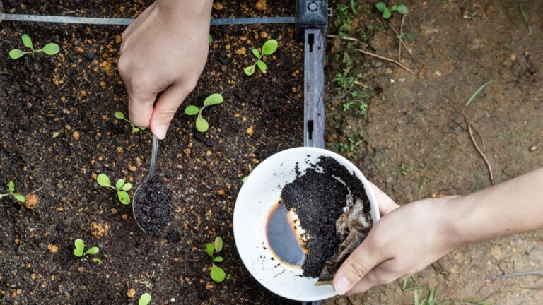 Hands applying used coffee grounds from a white bowl into soil around small seedlings using a spoon in a garden bed