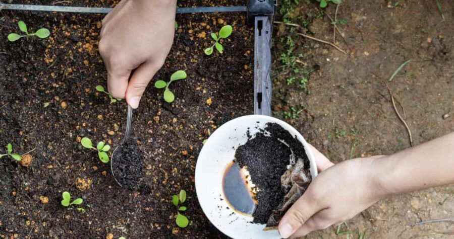 Hands applying used coffee grounds from a white bowl into soil around small seedlings using a spoon in a garden bed