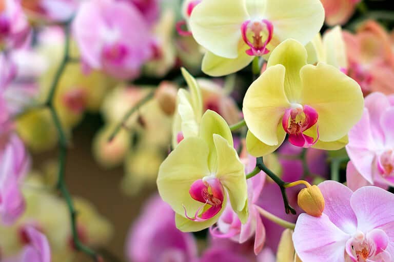 7 Things Orchids Enjoy and 7 They Can’t Tolerate
