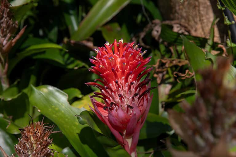 15 Deadly Plants That Don’t Just Sit and Photosynthesize: They Bite