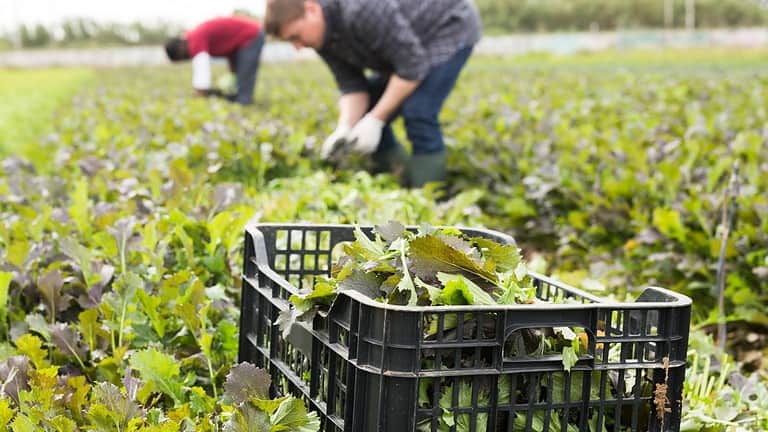 15 Vegetables That Thrive Even If You Are A Bad Gardener