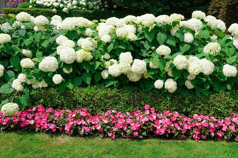 13 Plants You Shouldn’t Grow Near Hydrangeas