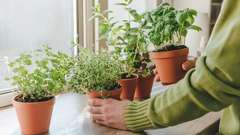 Close up of man holding kitchen herbs cultivated in flower pot used in culinary on a windowsill. Selective focus.
