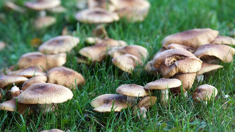 Mushrooms taking over lawn