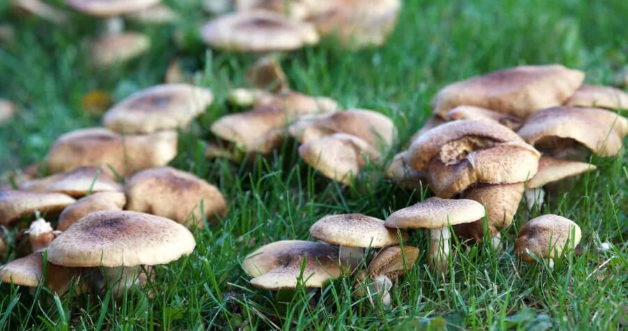 Mushrooms taking over lawn