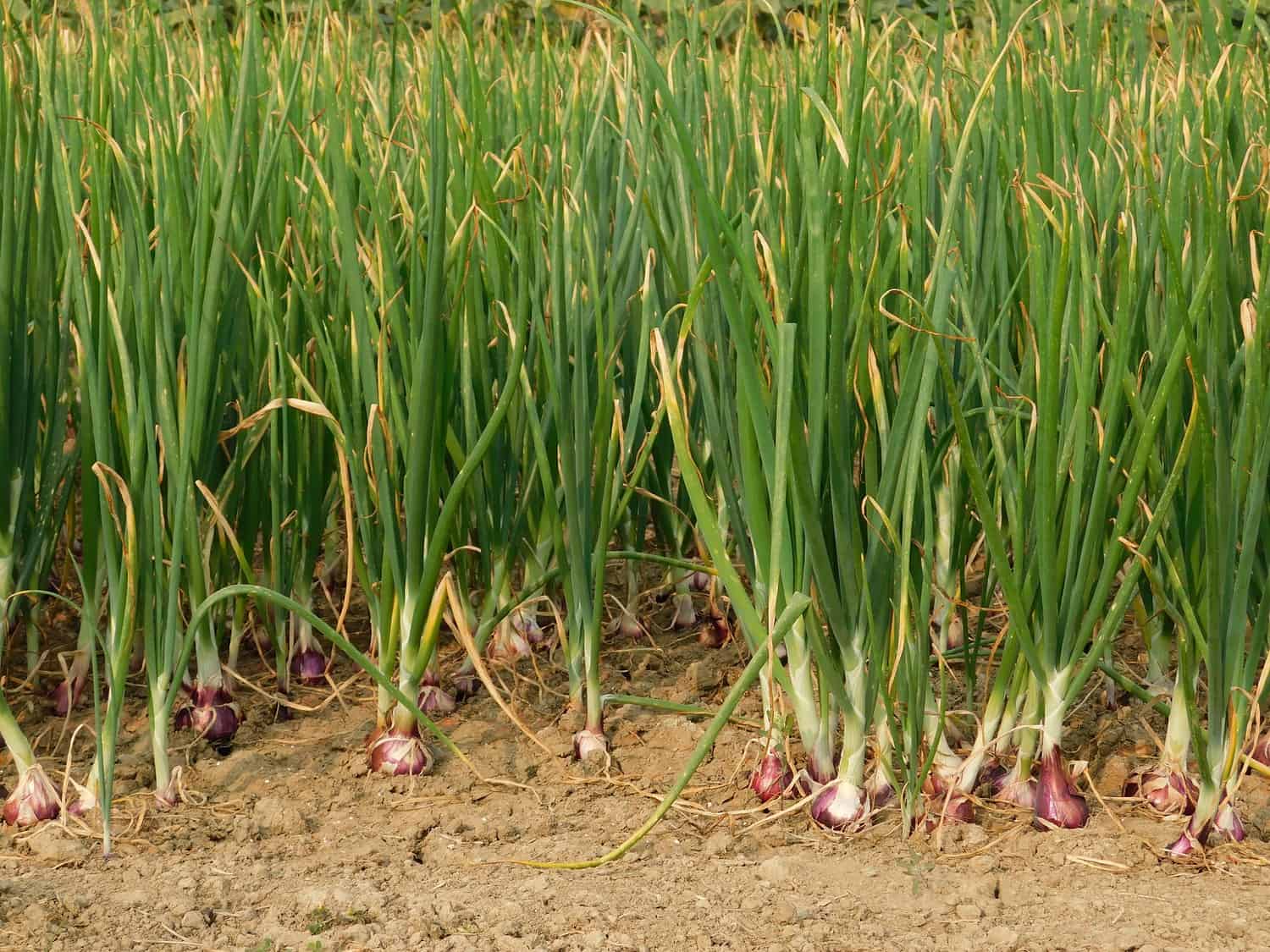 A field of onions growing in soil, green stalks standing tall, bulbs partially exposed, ready for harvest, dry and sandy ground