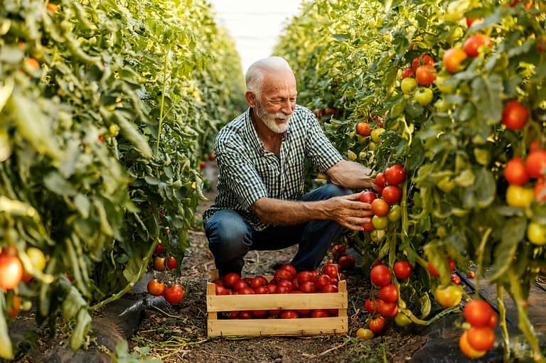 Elderly man harvesting tomatoes, crouched between rows of lush tomato plants, wooden crate filled with ripe tomatoes
