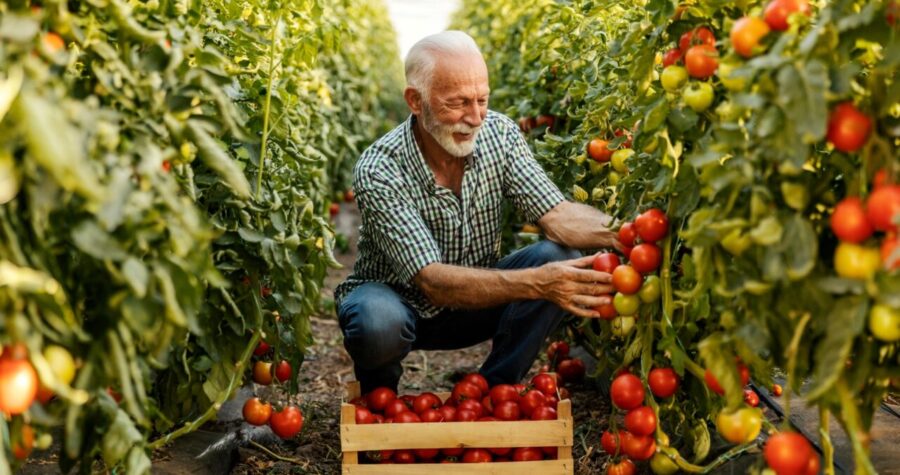 Elderly man harvesting tomatoes, crouched between rows of lush tomato plants, wooden crate filled with ripe tomatoes