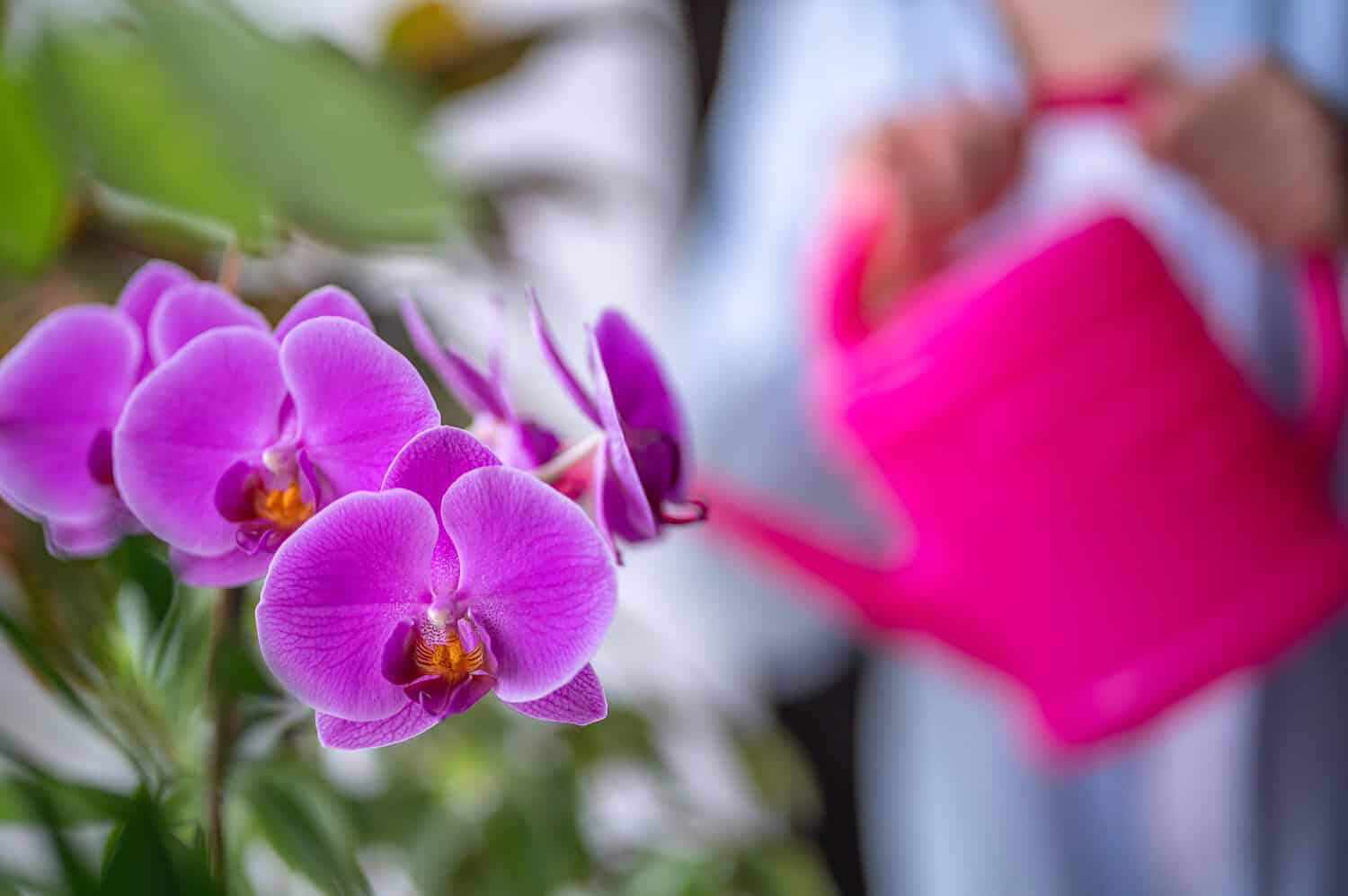 Purple orchid flowers in full bloom, delicate petals, vibrant pink watering can in background, indoor plant care scene