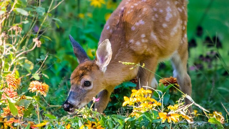Young white-tailed deer with spotted coat grazing among yellow wildflowers, foraging in a meadow, peacefully feeding in natural habitat, early morning wildlife scene, fawn nibbling on blooming plants, surrounded by vibrant greenery and sunlight