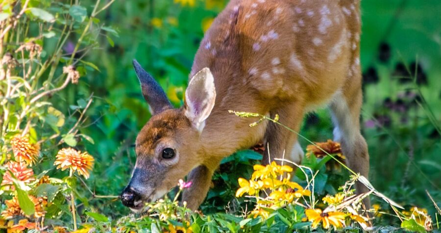 Young white-tailed deer with spotted coat grazing among yellow wildflowers, foraging in a meadow, peacefully feeding in natural habitat, early morning wildlife scene, fawn nibbling on blooming plants, surrounded by vibrant greenery and sunlight