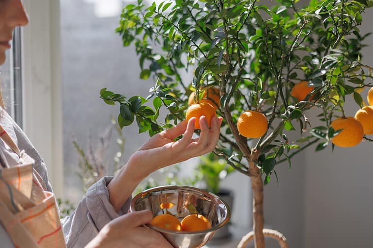 12 Fruit Trees You Can Grow Indoors