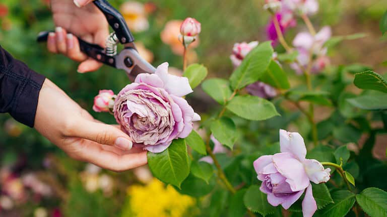 Hand holding pruning shears, trimming a faded flower, surrounded by green leaves and blooming pink and purple roses, garden background with yellow flowers