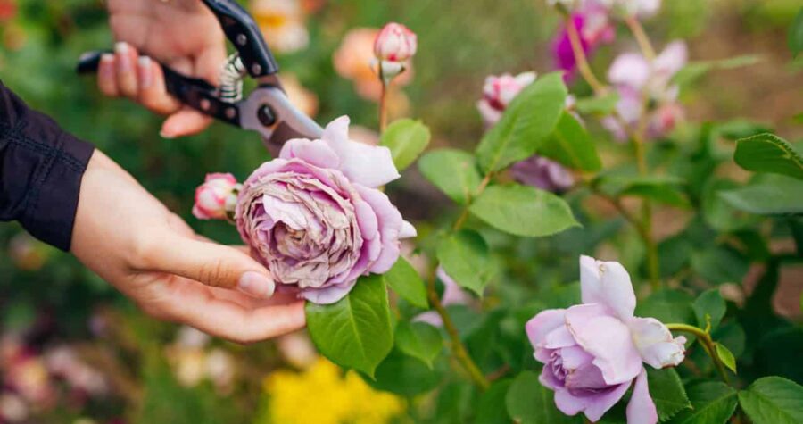 Hand holding pruning shears, trimming a faded flower, surrounded by green leaves and blooming pink and purple roses, garden background with yellow flowers