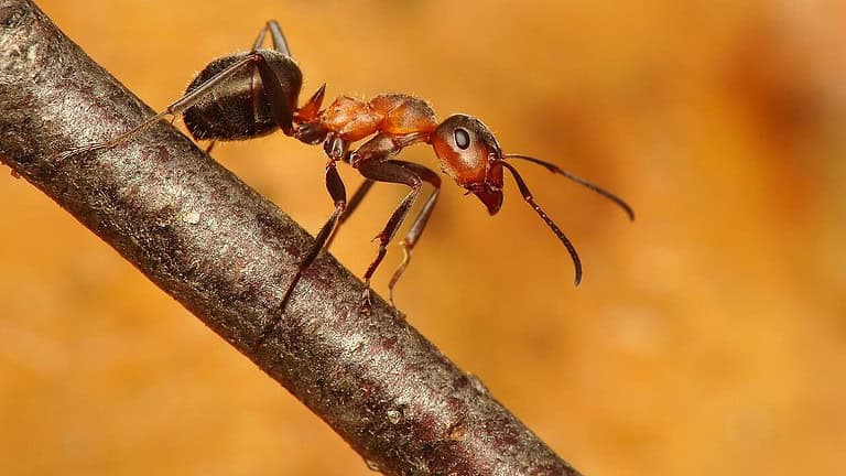 Black-backed meadow ant,