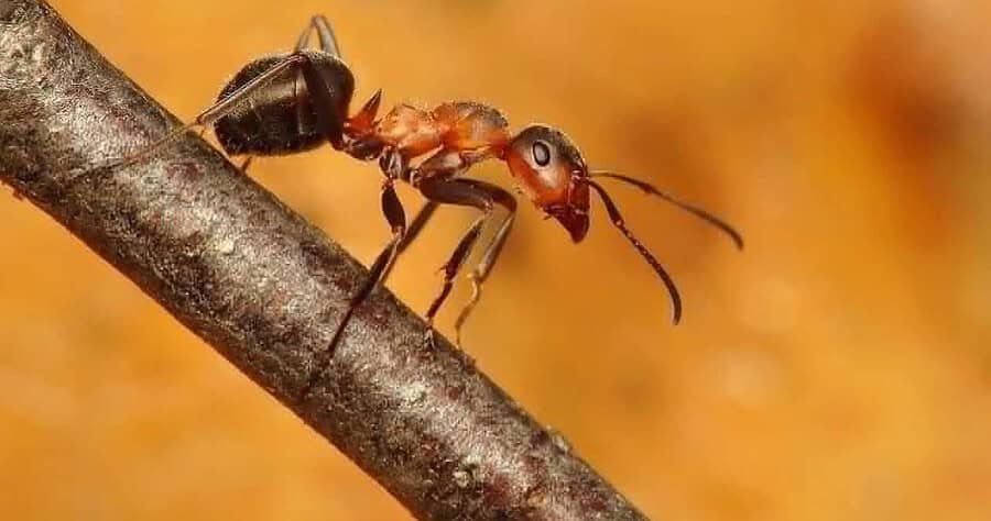 Black-backed meadow ant,
