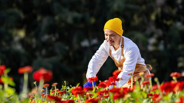 Asian farmer and florist is working in the farm while cutting zinnia flowers using secateurs for cut flower business in his farm for agriculture industry