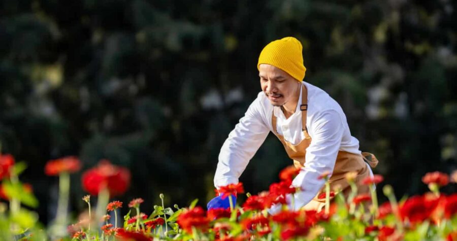 Asian farmer and florist is working in the farm while cutting zinnia flowers using secateurs for cut flower business in his farm for agriculture industry