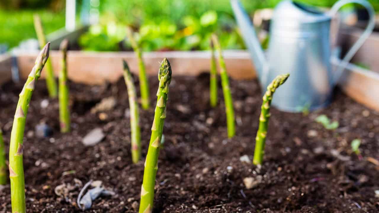 Asparagus shoots growing from the soil, young asparagus spears emerging, fresh green asparagus in garden soil, early-stage asparagus plants