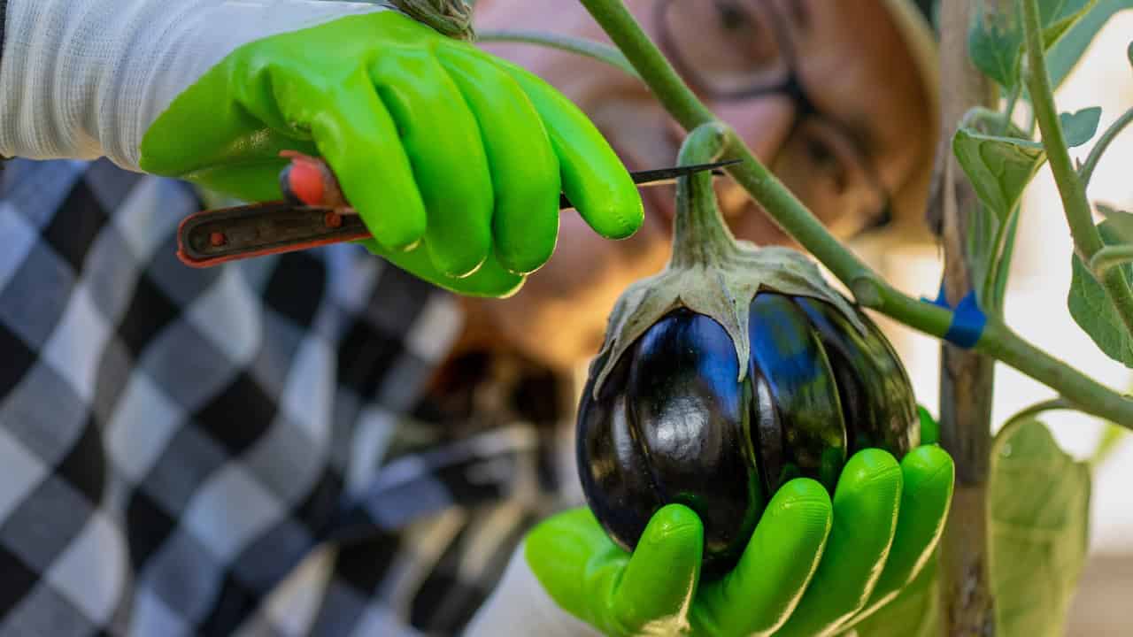 Hands wearing bright green gloves holding dark purple eggplants freshly harvested from garden