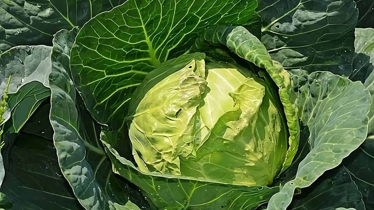 Fresh cabbage head growing, vibrant green cabbage leaves, close-up of cabbage in the garden, healthy cabbage plant with tightly wrapped leaves, cabbage ready for harvest