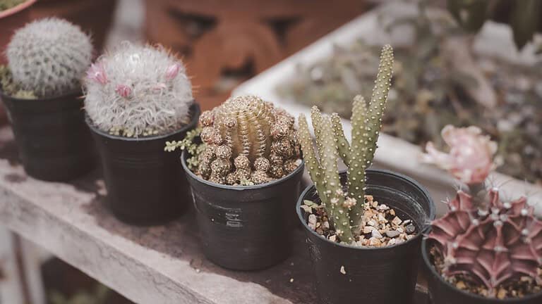 Variety of small cacti in black plastic pots, different shapes and textures, placed on a wooden bench, some with flowers, blurred background with garden containers