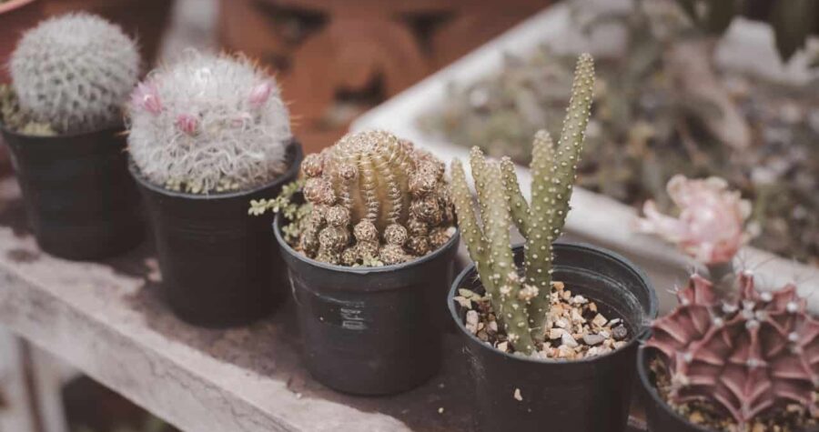 Variety of small cacti in black plastic pots, different shapes and textures, placed on a wooden bench, some with flowers, blurred background with garden containers