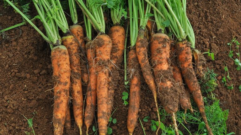 Freshly harvested carrots laid in a row on dark soil, the orange roots still have their green leafy tops attached, carrots appear to be whole, unprocessed, and straight from the garden, with some soil still clinging to their surfaces.