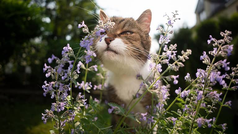 Close-up of a tabby cat face while sniffing flowers in a residential home lawn.