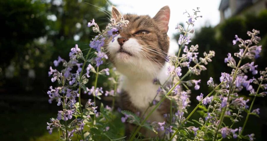 Close-up of a tabby cat face while sniffing flowers in a residential home lawn.