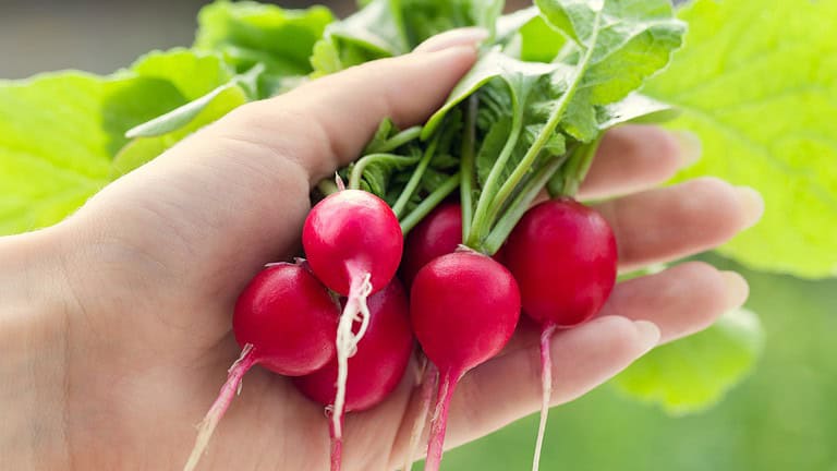 What to Plant in August for a Fall Harvest