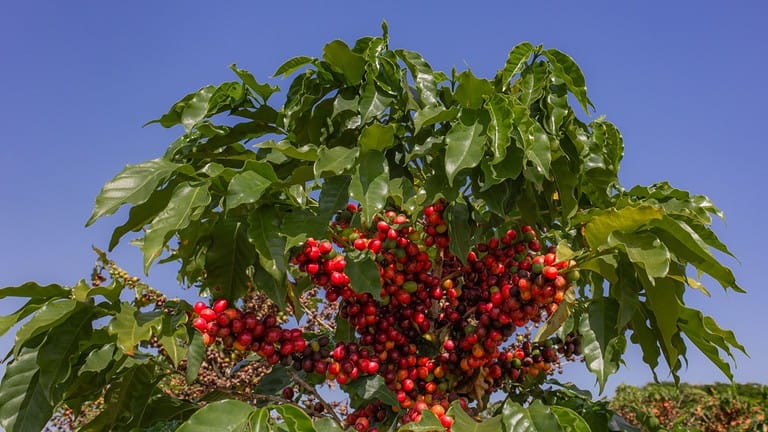 Coffee farm in Minas Gerais. Coffee plantation