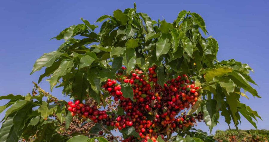 Coffee farm in Minas Gerais. Coffee plantation
