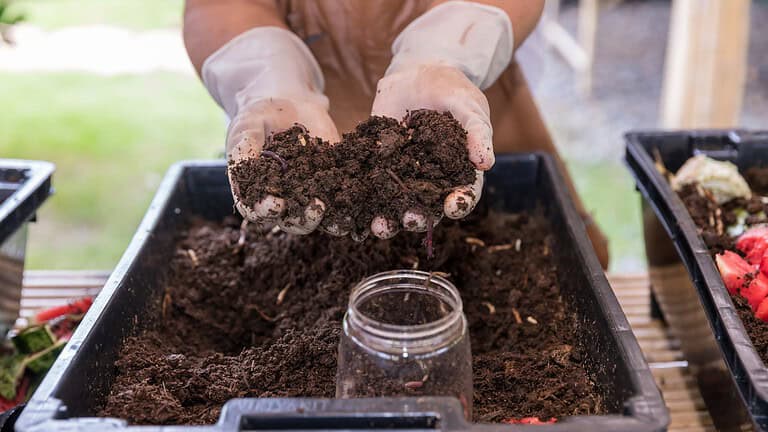 Gloved hands holding worm castings, rich organic fertilizer, dark and crumbly compost, a jar ready for collection, vermicomposting process, improving soil health