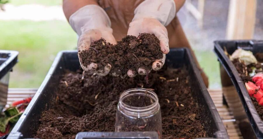 Gloved hands holding worm castings, rich organic fertilizer, dark and crumbly compost, a jar ready for collection, vermicomposting process, improving soil health