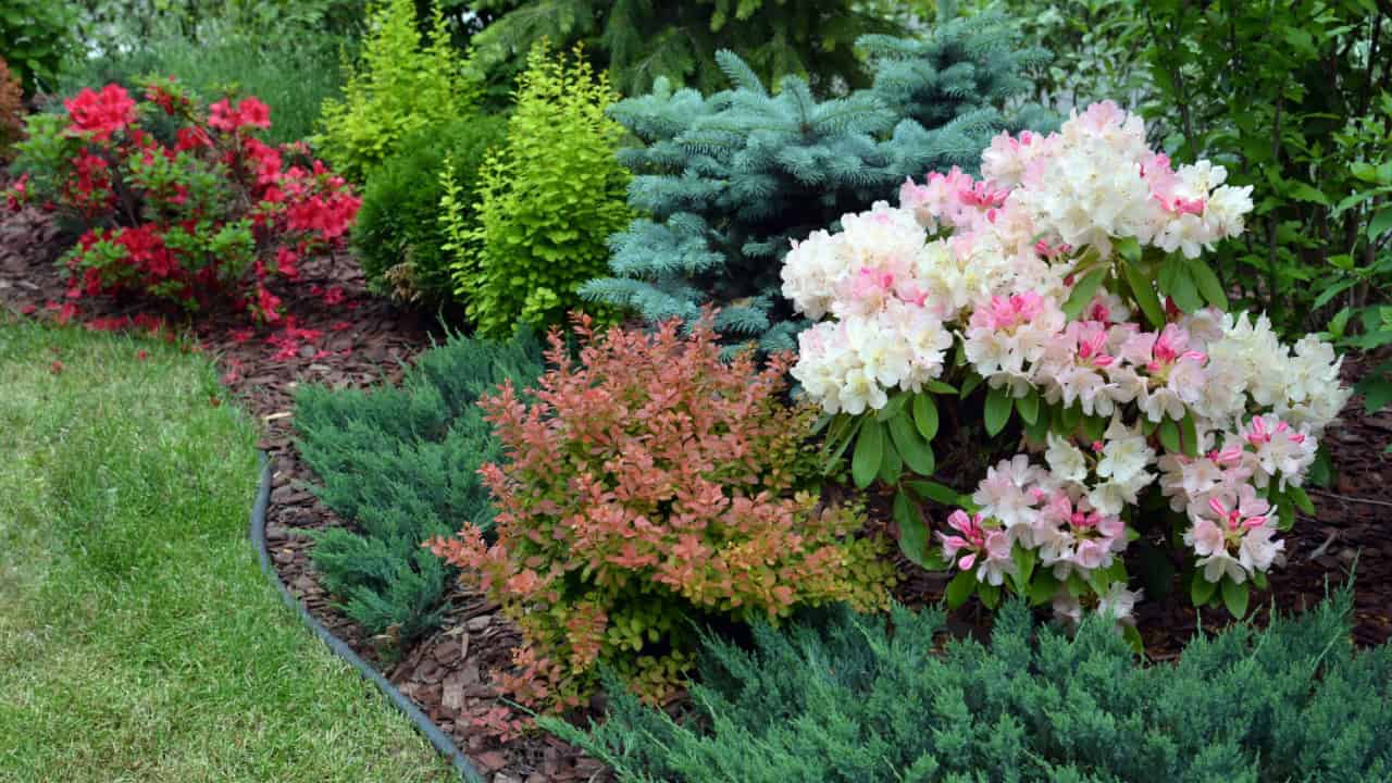 A landscaped garden with colorful shrubs, blooming pink and white flowers, evergreen bushes, and lush greenery