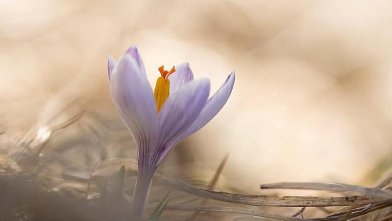 Plant These 13 Blooms to Attract Bees and Boost Your Garden