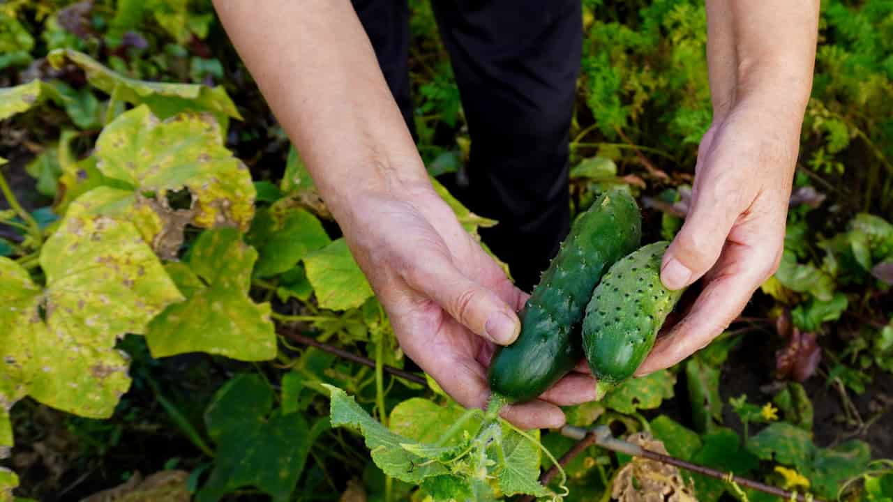 Person holding two freshly harvested cucumbers, surrounded by green leafy cucumber vines, outdoor garden setting