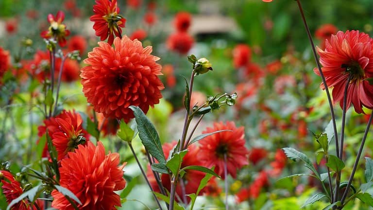 Bright red dahlias in full bloom, lush green leaves, blurred garden background, unopened buds, floral display, natural outdoor setting